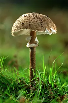 Parasol: Parasol Mushroom - found in open woodlands & pastures