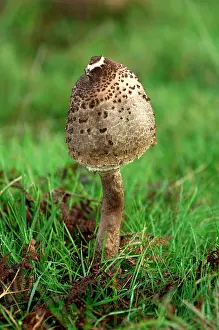 Parasol: Parasol Mushroom - found - in open woodlands & pastures