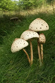 Toadstools: Parasol Mushroom small group growing on a grass bank August