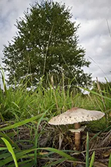 Toadstools: Parasol Mushroom - under a tree in autumn