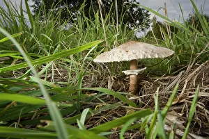 Toadstools: Parasol Mushroom - under a tree in autumn