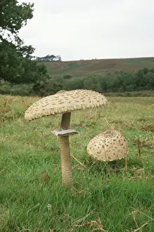 Toadstool: PARASOL MUSHROOMS
