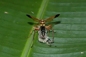 250521: Parastic Wasp with prey - of captured Jumping Spider