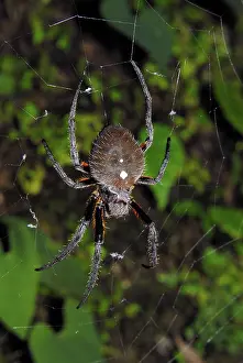 Trinidad: Parawixia sp. Spider
