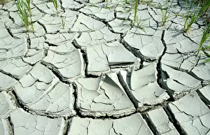 Parched: Parched & cracked soil
