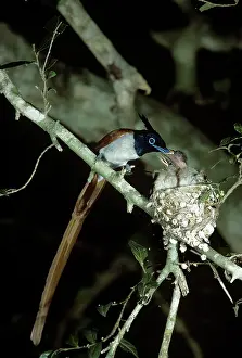 Paradisi: Pardadise Flycatcher - male feeding young