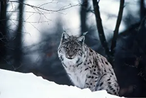 Pardel: PARDEL LYNX