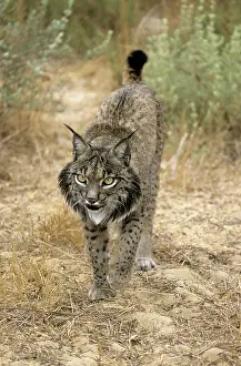 Pardel: Pardel Lynx / Iberian Lynx