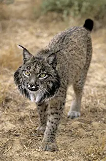 Pardel: Pardel Lynx / Iberian Lynx / Spanish lynx