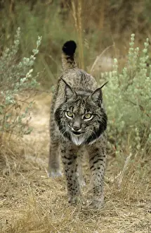 Pardel: Pardel Lynx / Iberian Lynx / Spanish lynx