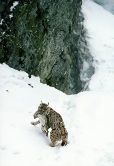 Dragging: Pardel Lynx - with prey