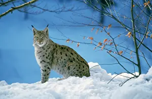 Pardel: PARDEL LYNX - in snow