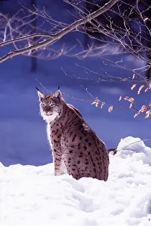 Pardel: PARDEL LYNX - in snow