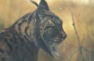 Pardel: Pardel / Spanish / Iberian Lynx - Male, photographed