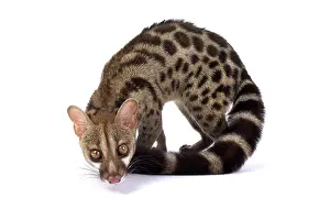 Ghana: Pardine genet (Genetta pardina)