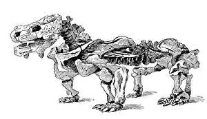 Paleozoology: Pareiasaurus, Cenozoic Reptile