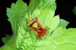 Grisea: Parent Sheild Bug - male