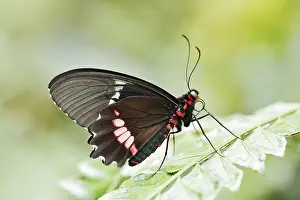 Lepidopteran: Parides butterfly or Parides butterfly (Parides iphidamas)