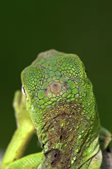 Parietal: Parietal ^eye^ of an Iguana (Iguana iguana)