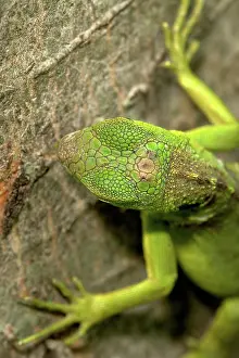 Parietal: Parietal ^eye^ of an Iguana (Iguana iguana)