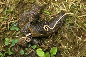 Dropping: Parisitical worms in dog dropping - after vermifuge