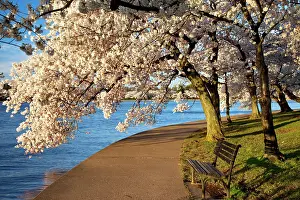 Walkway: Park bench and blossoming Cherry trees along