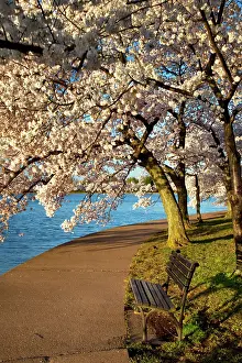 Walkway: Park bench and blossoming Cherry trees along