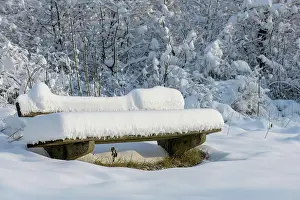 Bench: A park bench at the edge of the forest with a thick
