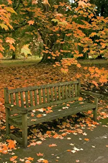 Maples: Park Bench - under a Maple Tree in autumn