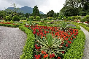 Palms: The park at Muckross Abbey, Killarney, Ireland