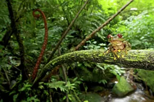 Michele Menegon: Parker's Forest Tree Frog