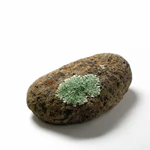 Ascomycota: Parmelia Lichen on Basalt Rock