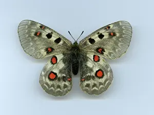 Parnassius: Parnassius Butterfly