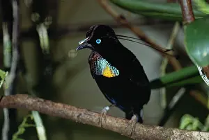 Wired: Parotia / 6-wired Bird of Paradise