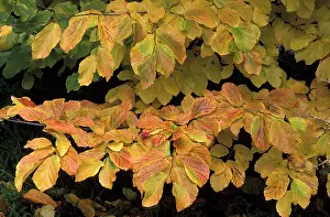 Persica: Parotia - Autumn foliage