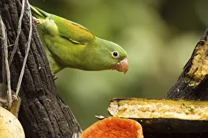 Parrots: Parrot, costarica