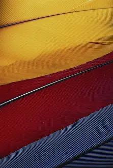 Primary: Parrot Feathers