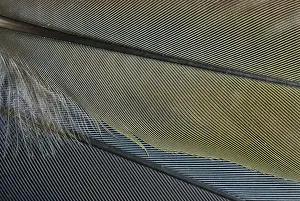 1994: Parrot Feathers