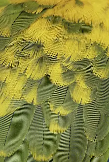 Overlapping: Parrot Feathers