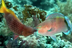 Scarus: Parrot Fish - two fighting each other