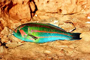 Caught: PARROT FISH - Just caught