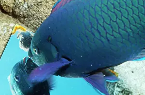 Mirrors: Parrot Fish - looking in mirror