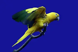 Aratinga: Parrot, Golden Conure - bird on perch