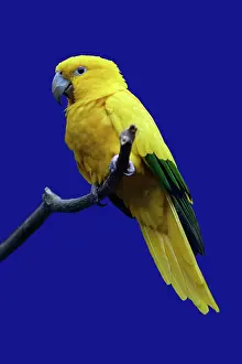 Aratinga: Parrot, Golden Conure - bird on perch