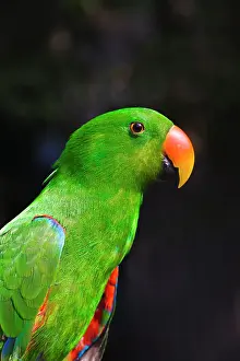 Keren: Parrot, Philippines