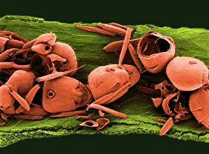 Puzzle: Parrot Pitcher Plant - the remains of ants after digestion