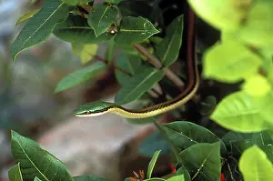 Leptophis: Parrot Snake