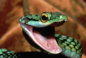 Leptophis: Parrot Snake (Leptophis ahaetulla)