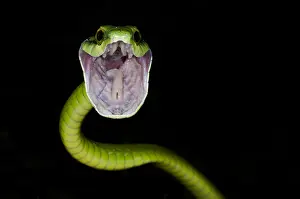 Aggressiveness: Parrot snake (Leptophis ahaetulla) with open mouth