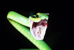 Leptophis: Parrot Snake - mouth open